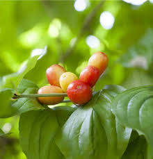 Attēlu rezultāti vaicājumam “Cornus mas fruit”