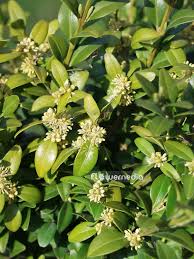 Attēlu rezultāti vaicājumam “Buxus sempervirens flower”