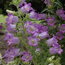 Image result for Campanula medium