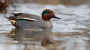 Attēlu rezultāti vaicājumam “Anas crecca”