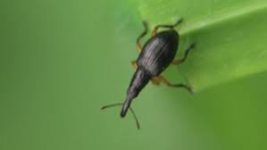 Attēlu rezultāti vaicājumam “Protapion sp.”