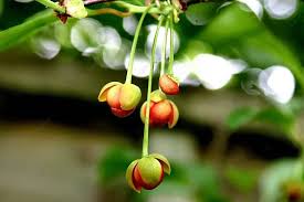 Attēlu rezultāti vaicājumam “Schisandra chinensis flower”