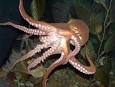 Cephalopod consciousness: Behavioural evidence | Science ...