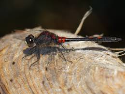 Attēlu rezultāti vaicājumam “Leucorrhinia dubia male”
