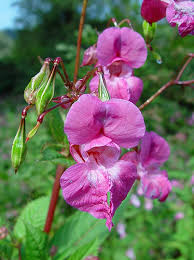 Image result for Impatiens glandulifera