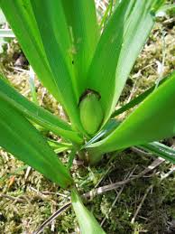 Image result for Herbstzeitlose