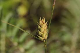 Attēlu rezultāti vaicājumam “Carex atherodes”