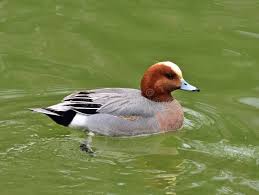 Attēlu rezultāti vaicājumam “Anas penelope”