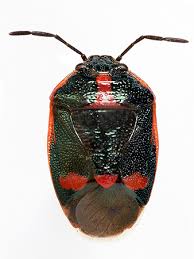 Attēlu rezultāti vaicājumam “Eurydema oleracea”