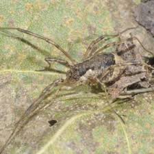 Attēlu rezultāti vaicājumam “Lophopilio palpinalis”