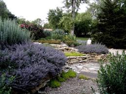 Attēlu rezultāti vaicājumam “Nepeta x faassenii flower”