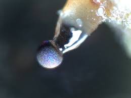 Attēlu rezultāti vaicājumam “Colloderma robustum macro”