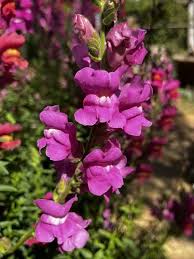 Image result for Antirrhinum majus maximum