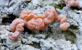 Attēlu rezultāti vaicājumam “Dibaeis baeomyces”