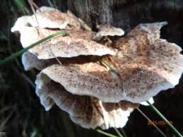 Attēlu rezultāti vaicājumam “Postia guttulata”