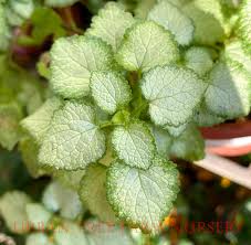 Attēlu rezultāti vaicājumam “Lamium maculatum leaf”