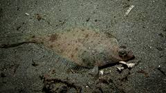 Image result for Parophrys vetulus