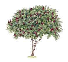 Attēlu rezultāti vaicājumam “Rhus typhina”