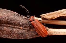 Attēlu rezultāti vaicājumam “Schizotus pectinicornis”