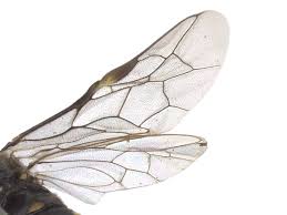 Attēlu rezultāti vaicājumam “Rhogogaster picta”