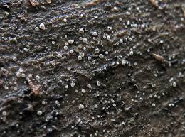 Attēlu rezultāti vaicājumam “Hyaloscypha hyalina”