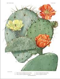 Image result for Cactaceae