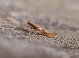 Attēlu rezultāti vaicājumam “Caloptilia stigmatella”