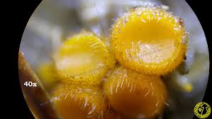 Attēlu rezultāti vaicājumam “Cheilymenia stercorea”