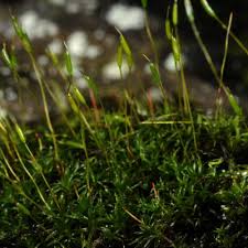 Attēlu rezultāti vaicājumam “Bryoerythrophyllum recurvirostrum sporophyte”