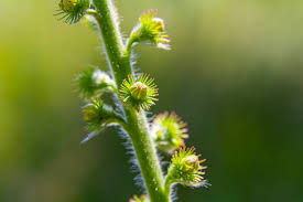 Attēlu rezultāti vaicājumam “Hepatica nobilis fruit”