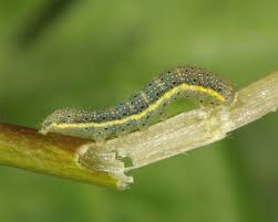 Attēlu rezultāti vaicājumam “Lacanobia oleracea”