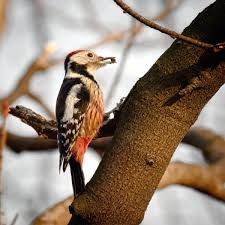 Attēlu rezultāti vaicājumam “Dendrocopos medius nest”