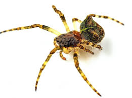 Attēlu rezultāti vaicājumam “Gibbaranea gibbosa”