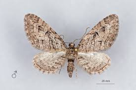 Attēlu rezultāti vaicājumam “Eupithecia pusillata”