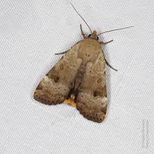 Attēlu rezultāti vaicājumam “Noctua fimbriata imago”