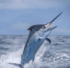 Image result for Xiphias gladius