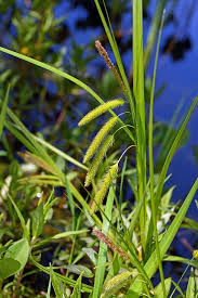 Attēlu rezultāti vaicājumam “Carex pseudocyperus”