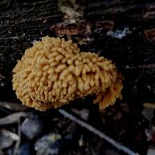 Attēlu rezultāti vaicājumam “Heterotrichia obvelata (syn. Arcyria obvelata) spores”