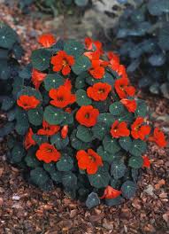 Image result for Tropaeolum minus