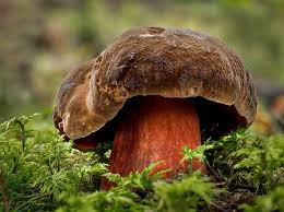 Attēlu rezultāti vaicājumam “Sutorius luridiformis”