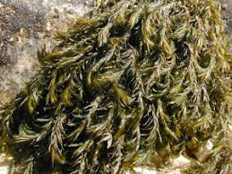 Attēlu rezultāti vaicājumam “Cinclidotus danubicus”