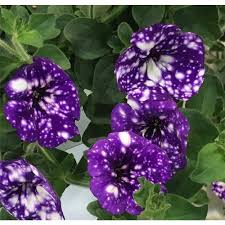 Image result for Petunie