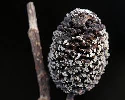 Attēlu rezultāti vaicājumam “Mollisia amenticola”