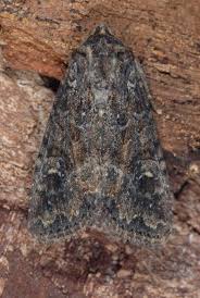 Attēlu rezultāti vaicājumam “Apamea remissa”