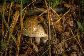 Attēlu rezultāti vaicājumam “Amanita regalis”