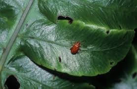 Attēlu rezultāti vaicājumam “Alticinae”