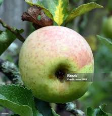 Attēlu rezultāti vaicājumam “Malus domestica fruit”
