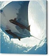 Image result for Mobula tarapacana