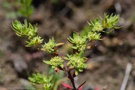 Attēlu rezultāti vaicājumam “Chaerophyllum aromaticum fruit”