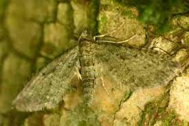 Attēlu rezultāti vaicājumam “Eupithecia subumbrata larva”